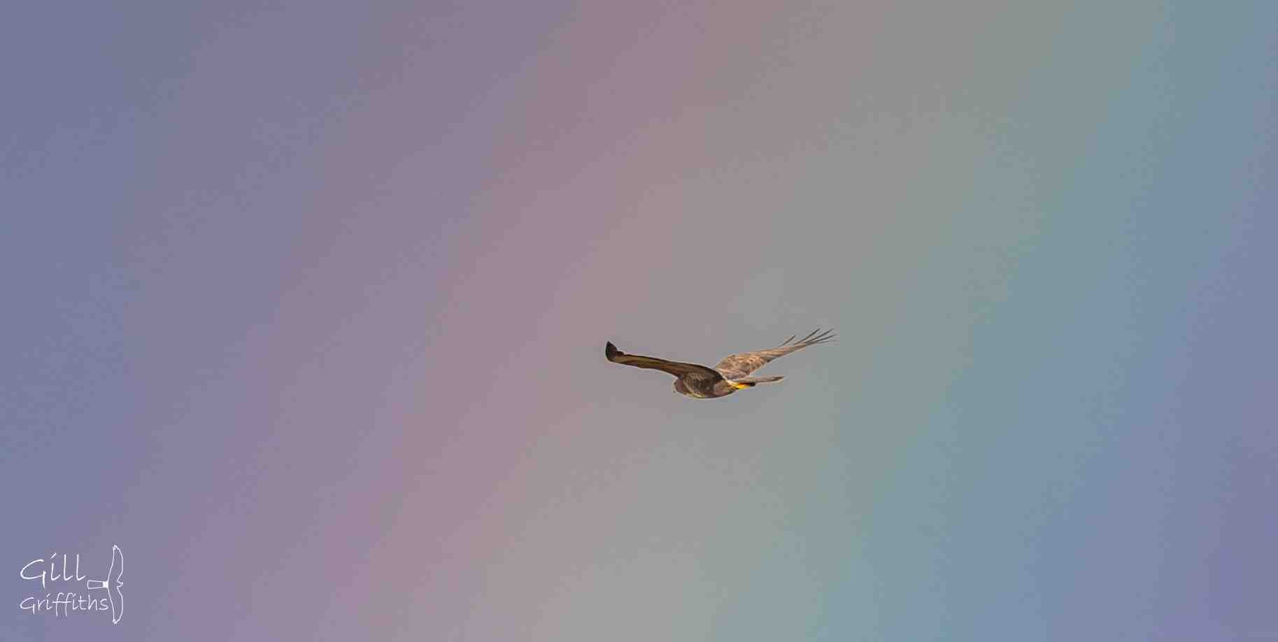 Buzzard flying into a rainbow